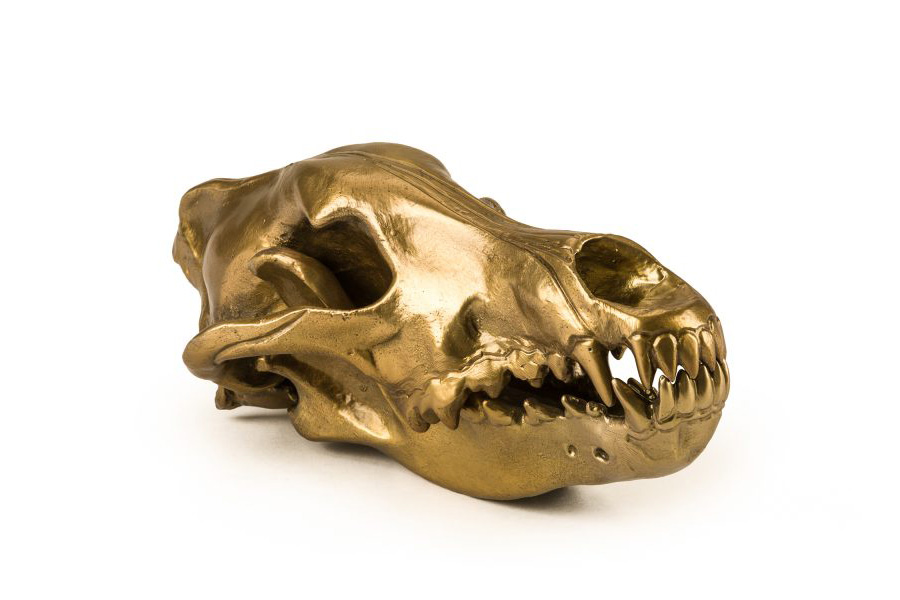 skull